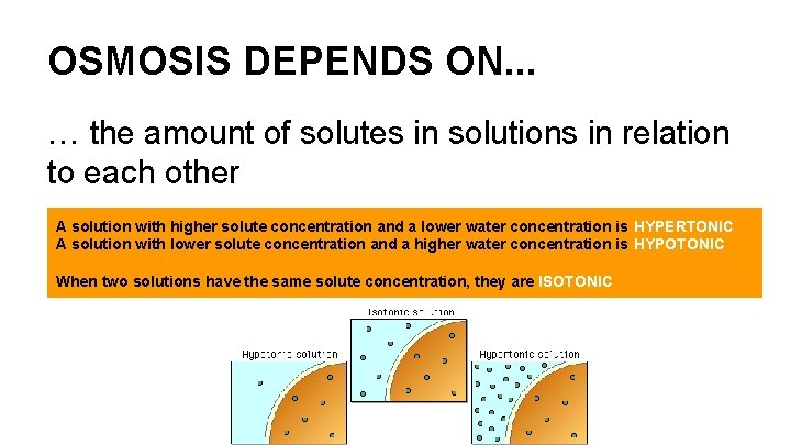 OSMOSIS DEPENDS ON. . . … the amount of solutes in solutions in relation