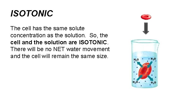 ISOTONIC The cell has the same solute concentration as the solution. So, the cell