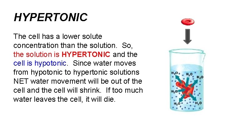 HYPERTONIC The cell has a lower solute concentration than the solution. So, the solution