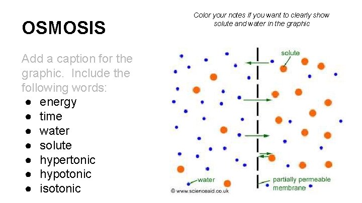 OSMOSIS Add a caption for the graphic. Include the following words: ● energy ●