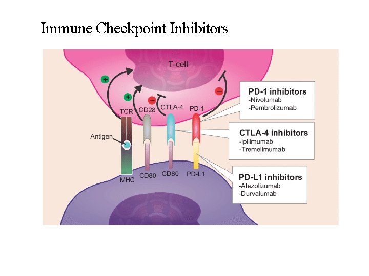 Immune Checkpoint Inhibitors 