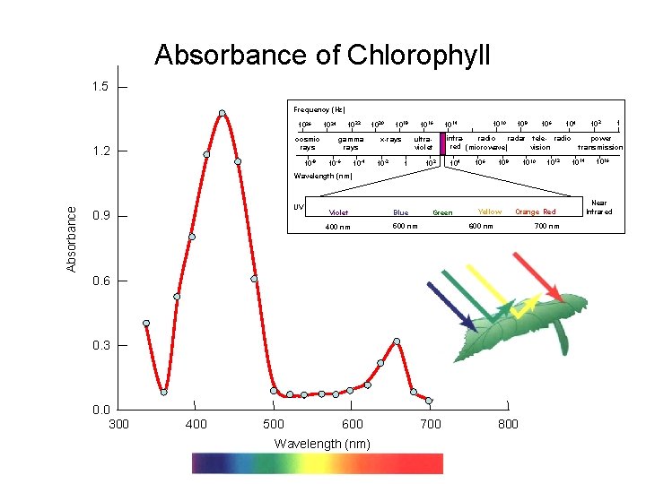 Absorbance of Chlorophyll 1. 5 Frequency (Hz) 1026 cosmic rays 1. 2 10 -8