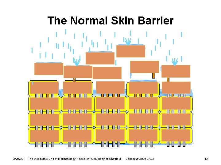 The Normal Skin Barrier 3/26/09 The Academic Unit of Dermatology Research, University of Sheffield