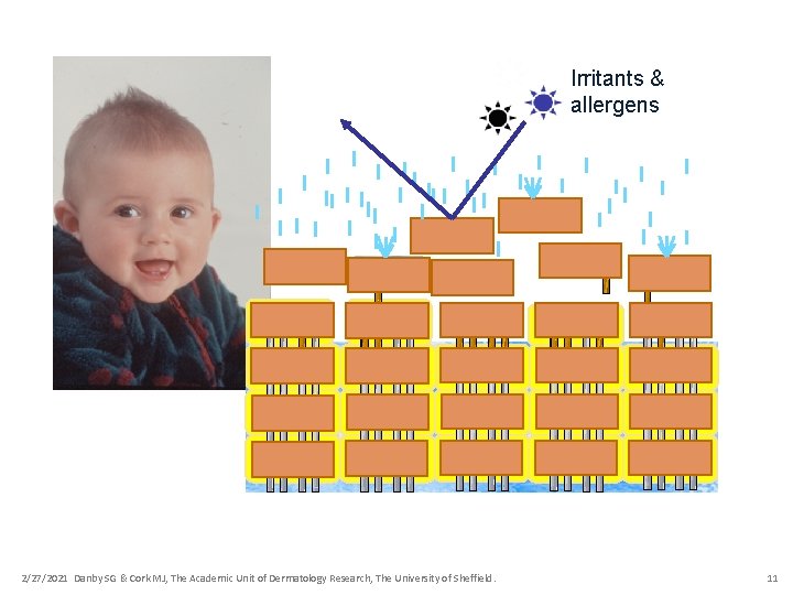 Irritants & allergens 2/27/2021 Danby SG & Cork MJ, The Academic Unit of Dermatology