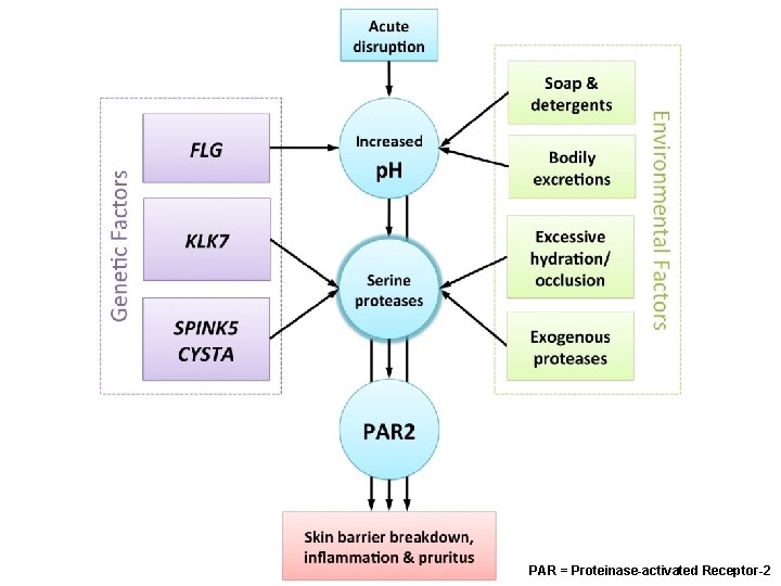 PAR = Proteinase-activated Receptor-2 