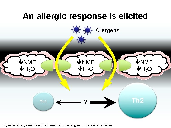 An allergic response is elicited Allergens NMF H 2 O Th 1 ? Cork,