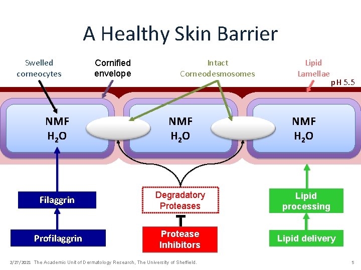 A Healthy Skin Barrier Swelled corneocytes Cornified envelope Intact Corneodesmosomes Lipid Lamellae p. H