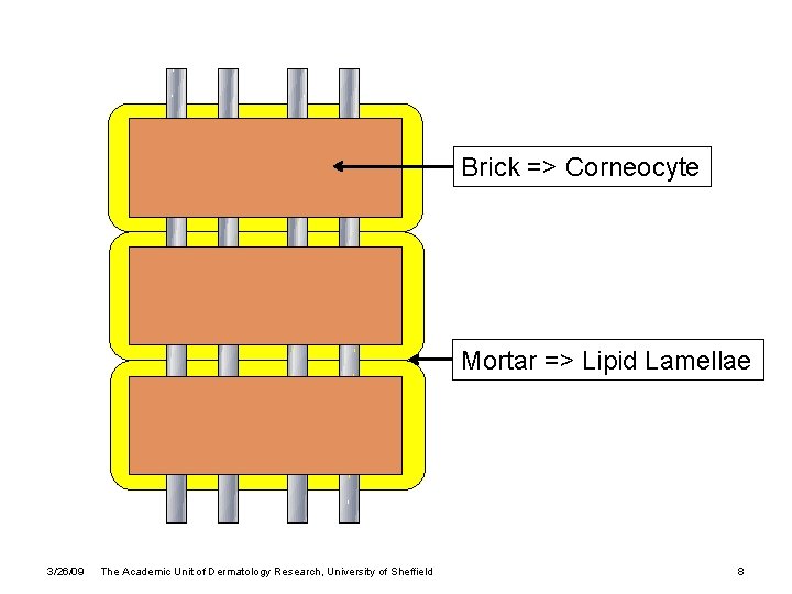 Brick => Corneocyte Mortar => Lipid Lamellae 3/26/09 The Academic Unit of Dermatology Research,