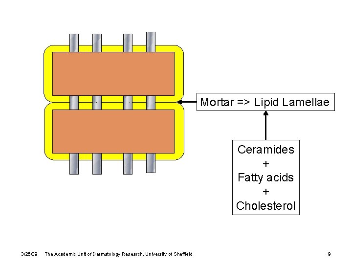 Mortar => Lipid Lamellae Ceramides + Fatty acids + Cholesterol 3/26/09 The Academic Unit