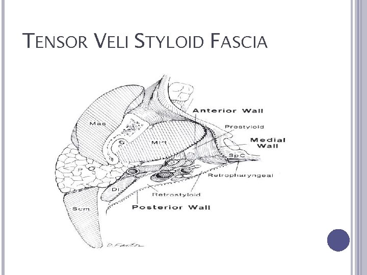 TENSOR VELI STYLOID FASCIA 