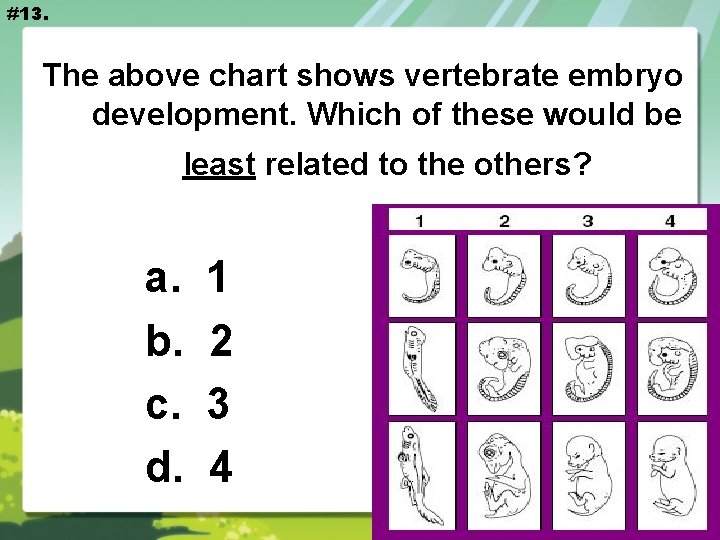 #13. The above chart shows vertebrate embryo development. Which of these would be least