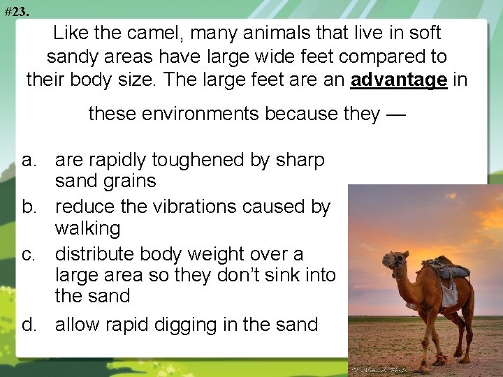 #23. Like the camel, many animals that live in soft sandy areas have large