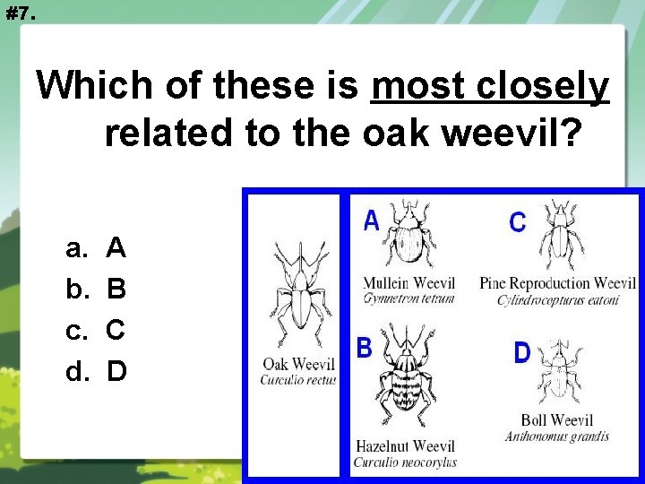#7. Which of these is most closely related to the oak weevil? a. b.