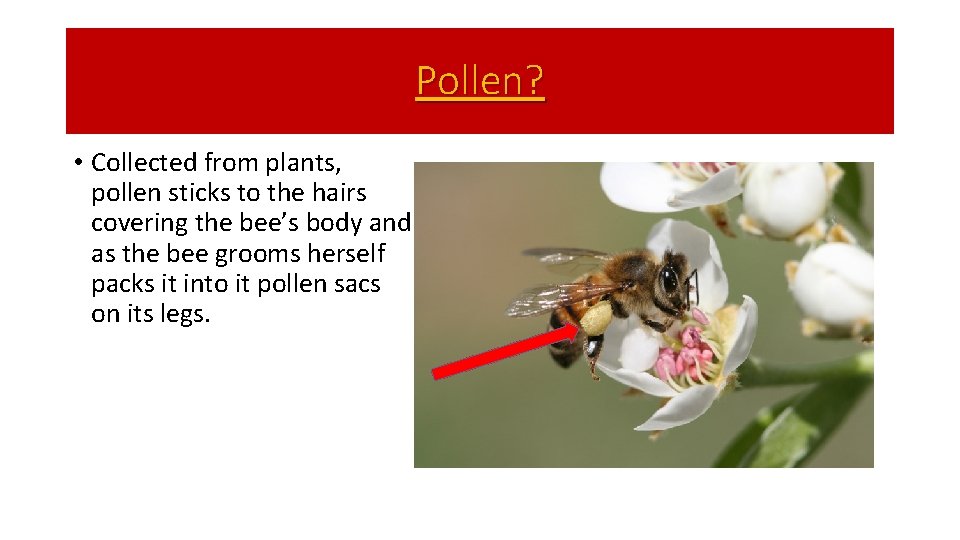 Introduction to Beekeeping Why Keep Bees People take