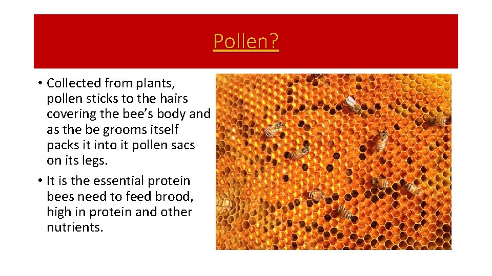 Pollen? • Collected from plants, pollen sticks to the hairs covering the bee’s body