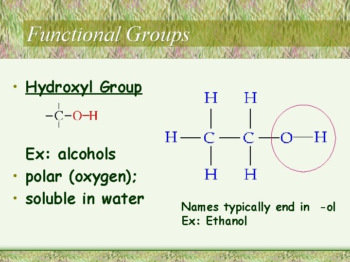 Functional Groups • Hydroxyl Group Ex: alcohols • polar (oxygen); • soluble in water