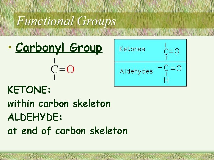 Functional Groups • Carbonyl Group KETONE: within carbon skeleton ALDEHYDE: at end of carbon