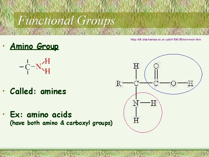 Functional Groups • Amino Group • Called: amines • Ex: amino acids (have both