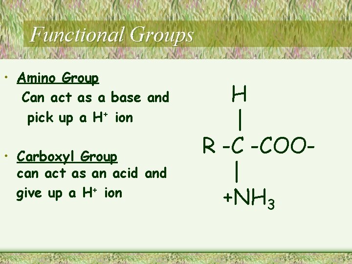 Functional Groups • Amino Group Can act as a base and pick up a