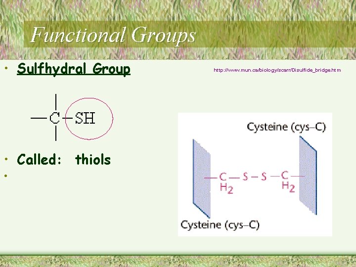 Functional Groups • Sulfhydral Group • Called: thiols • http: //www. mun. ca/biology/scarr/Disulfide_bridge. htm