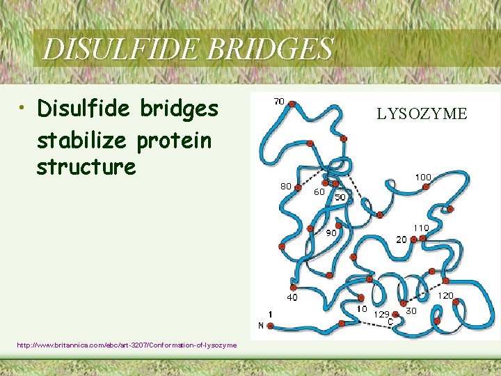 DISULFIDE BRIDGES • Disulfide bridges stabilize protein structure http: //www. britannica. com/ebc/art-3207/Conformation-of-lysozyme LYSOZYME 