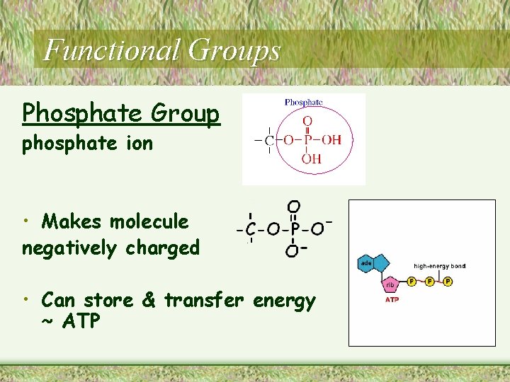 Functional Groups Phosphate Group phosphate ion • Makes molecule negatively charged • Can store