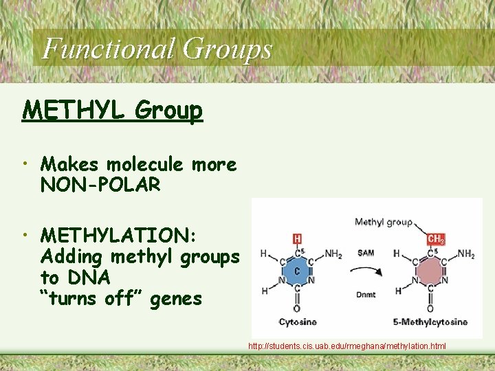 Functional Groups METHYL Group • Makes molecule more NON-POLAR • METHYLATION: Adding methyl groups