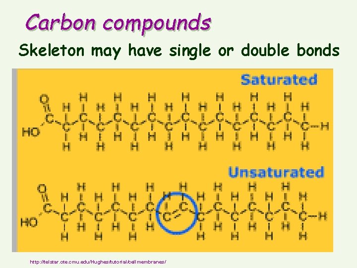 Carbon compounds Skeleton may have single or double bonds http: //telstar. ote. cmu. edu/Hughes/tutorial/cellmembranes/