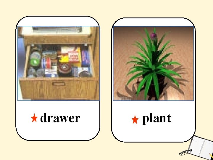 drawer plant 