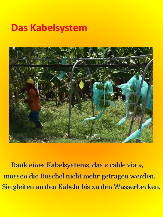 Das Kabelsystem Dank eines Kabelsystems, das « cable via » , müssen die Büschel