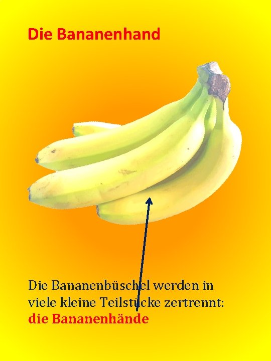 Die Bananenhand Die Bananenbüschel werden in viele kleine Teilstücke zertrennt: die Bananenhände 