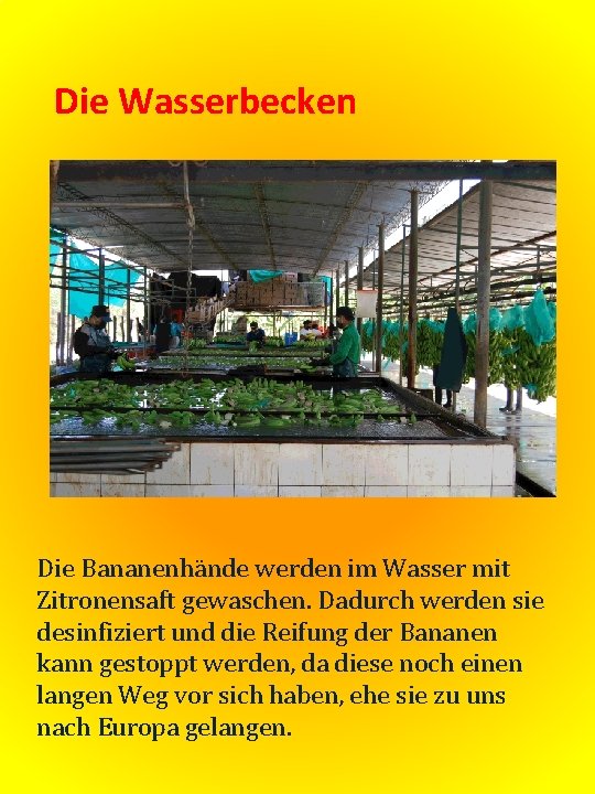 Die Wasserbecken Die Bananenhände werden im Wasser mit Zitronensaft gewaschen. Dadurch werden sie desinfiziert