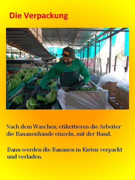 Die Verpackung Nach dem Waschen, etikettieren die Arbeiter die Bananenhände einzeln, mit der Hand.