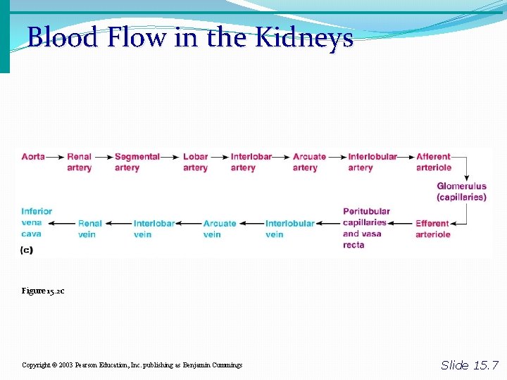 Blood Flow in the Kidneys Figure 15. 2 c Copyright © 2003 Pearson Education,