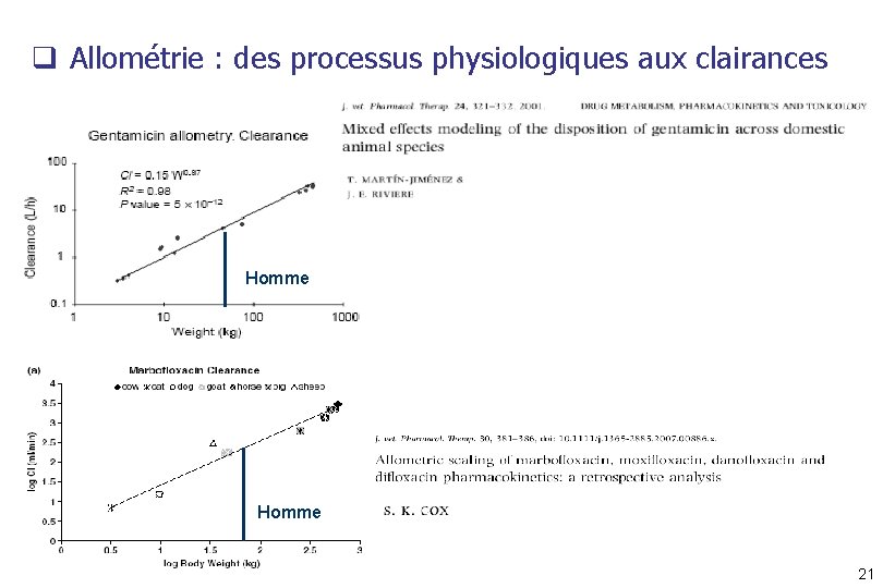 q Allométrie : des processus physiologiques aux clairances Homme 21 