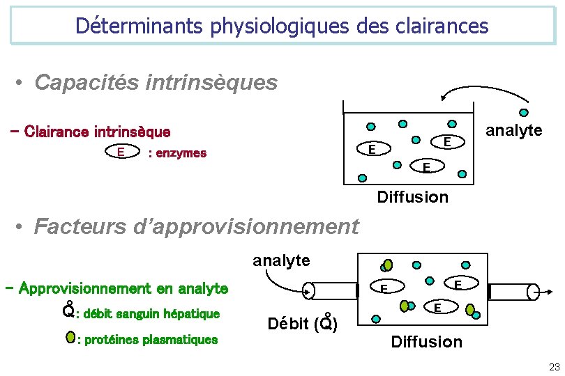 Déterminants physiologiques des clairances • Capacités intrinsèques - Clairance intrinsèque E E E :