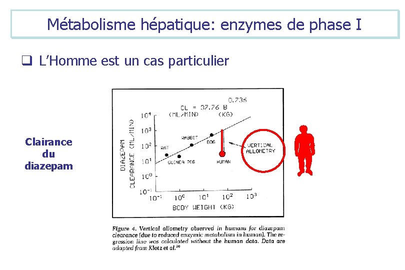 Métabolisme hépatique: enzymes de phase I q L’Homme est un cas particulier Clairance du