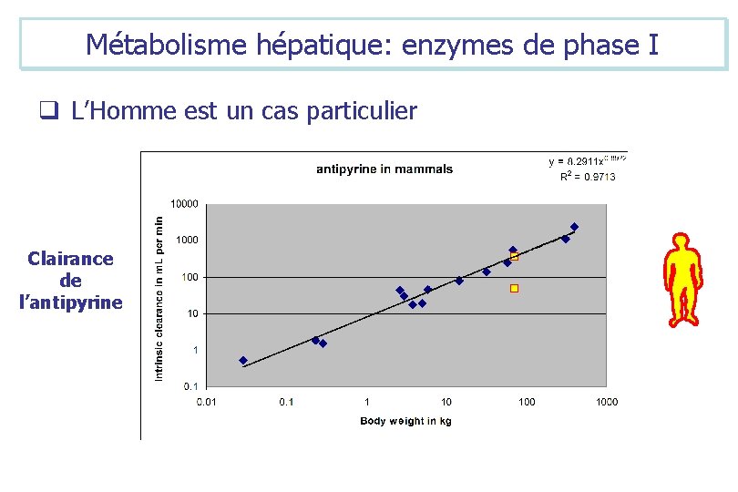 Métabolisme hépatique: enzymes de phase I q L’Homme est un cas particulier Clairance de