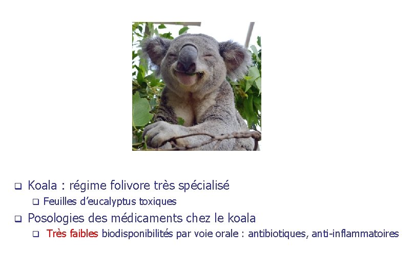 q Koala : régime folivore très spécialisé q q Feuilles d’eucalyptus toxiques Posologies des