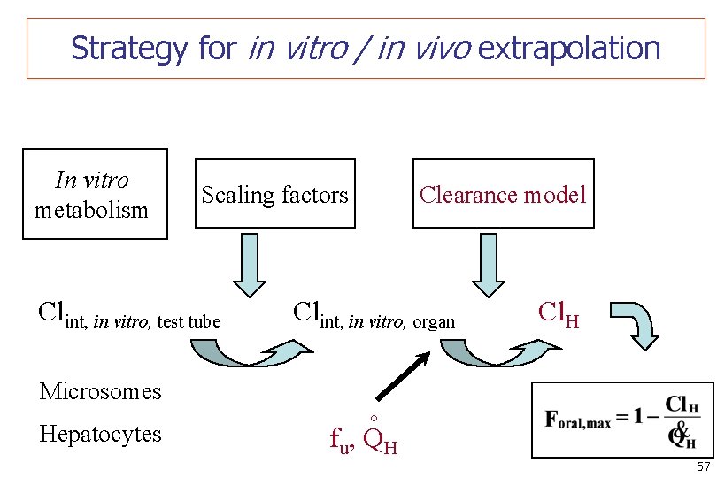 Strategy for in vitro / in vivo extrapolation Scaling factors Clint, in vitro, test