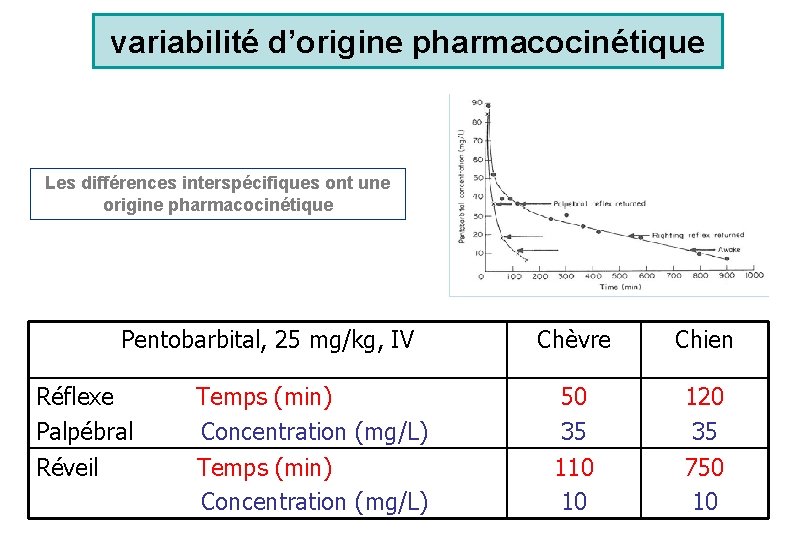variabilité d’origine pharmacocinétique Les différences interspécifiques ont une origine pharmacocinétique Pentobarbital, 25 mg/kg, IV