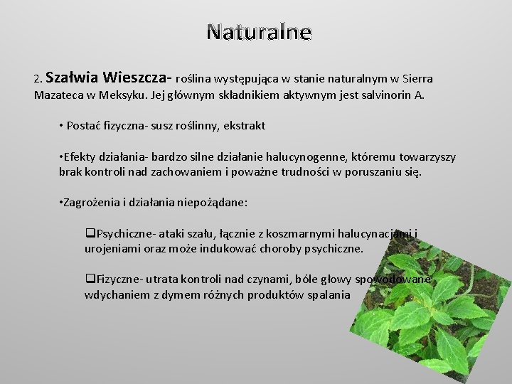 Naturalne 2. Szałwia Wieszcza- roślina występująca w stanie naturalnym w Sierra Mazateca w Meksyku.