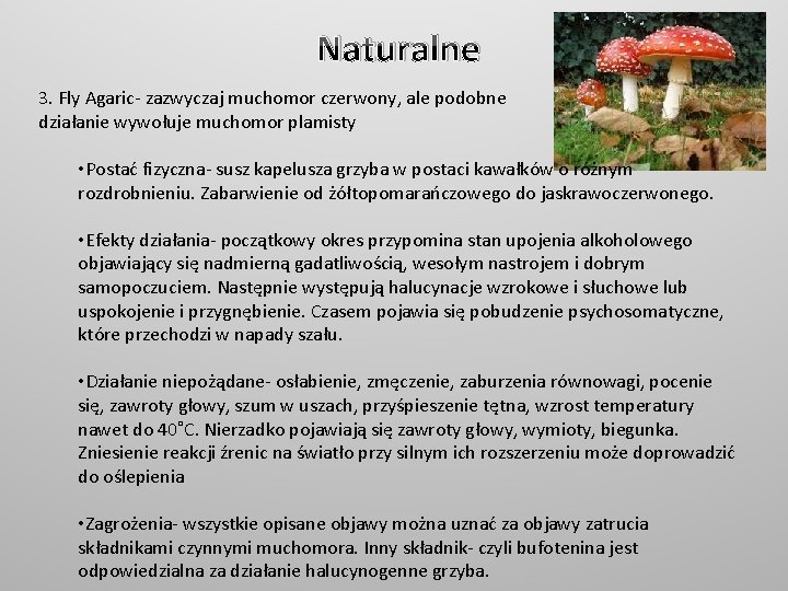 Naturalne 3. Fly Agaric- zazwyczaj muchomor czerwony, ale podobne działanie wywołuje muchomor plamisty •