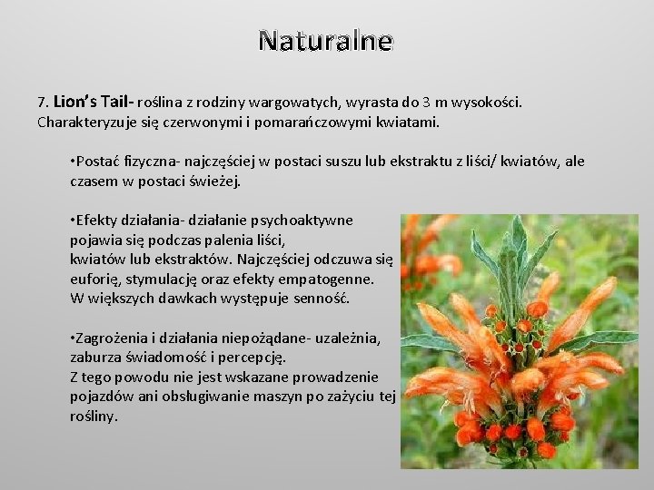Naturalne 7. Lion’s Tail- roślina z rodziny wargowatych, wyrasta do 3 m wysokości. Charakteryzuje