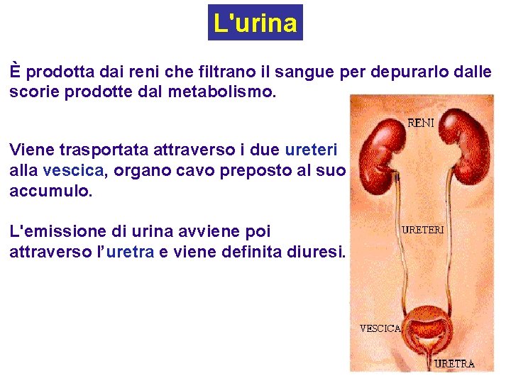 L'urina È prodotta dai reni che filtrano il sangue per depurarlo dalle scorie prodotte