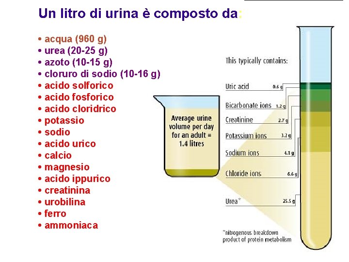 Un litro di urina è composto da: • acqua (960 g) • urea (20