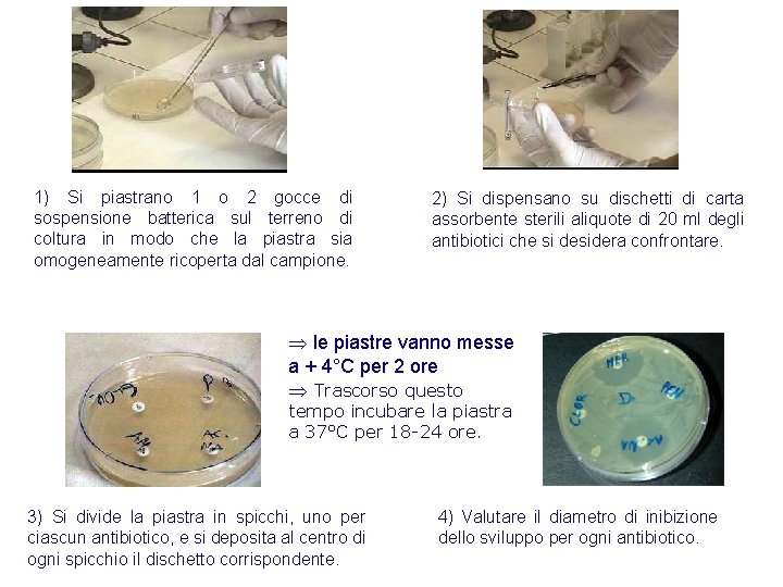 1) Si piastrano 1 o 2 gocce di sospensione batterica sul terreno di coltura