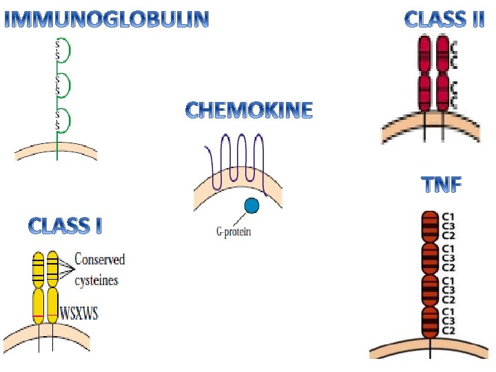 IMMUNOGLOBULIN CLASS II CHEMOKINE TNF CLASS I 