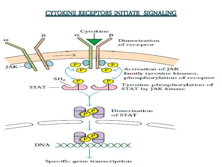 CYTOKINE RECEPTORS INITIATE SIGNALING 