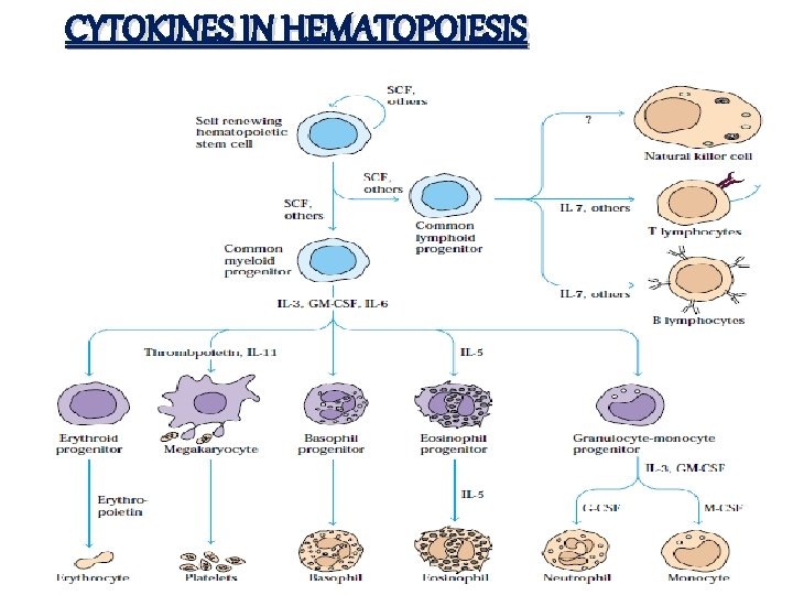 CYTOKINES IN HEMATOPOIESIS 